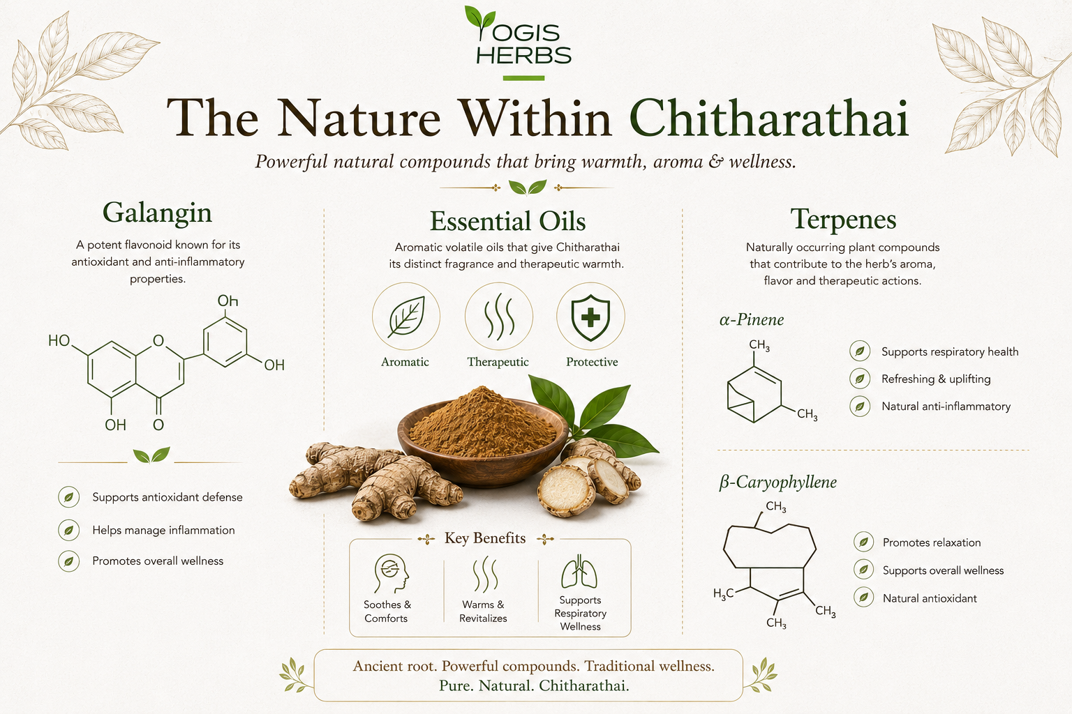 YOGIS HERBS Chitharathai Powder (Alpinia officinarum / Kulinjan)