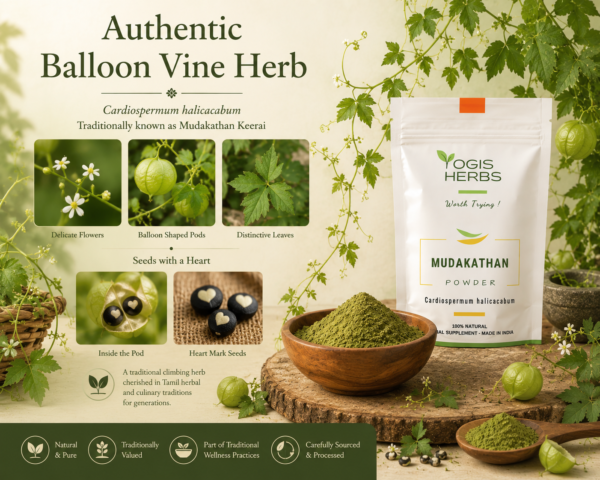 YOGIS HERBS Mudakathan Powder — Cardiospermum halicacabum (Balloon Vine) | Traditional Tamil Herb for Joint Comfort & Mobility | Heritage Keerai