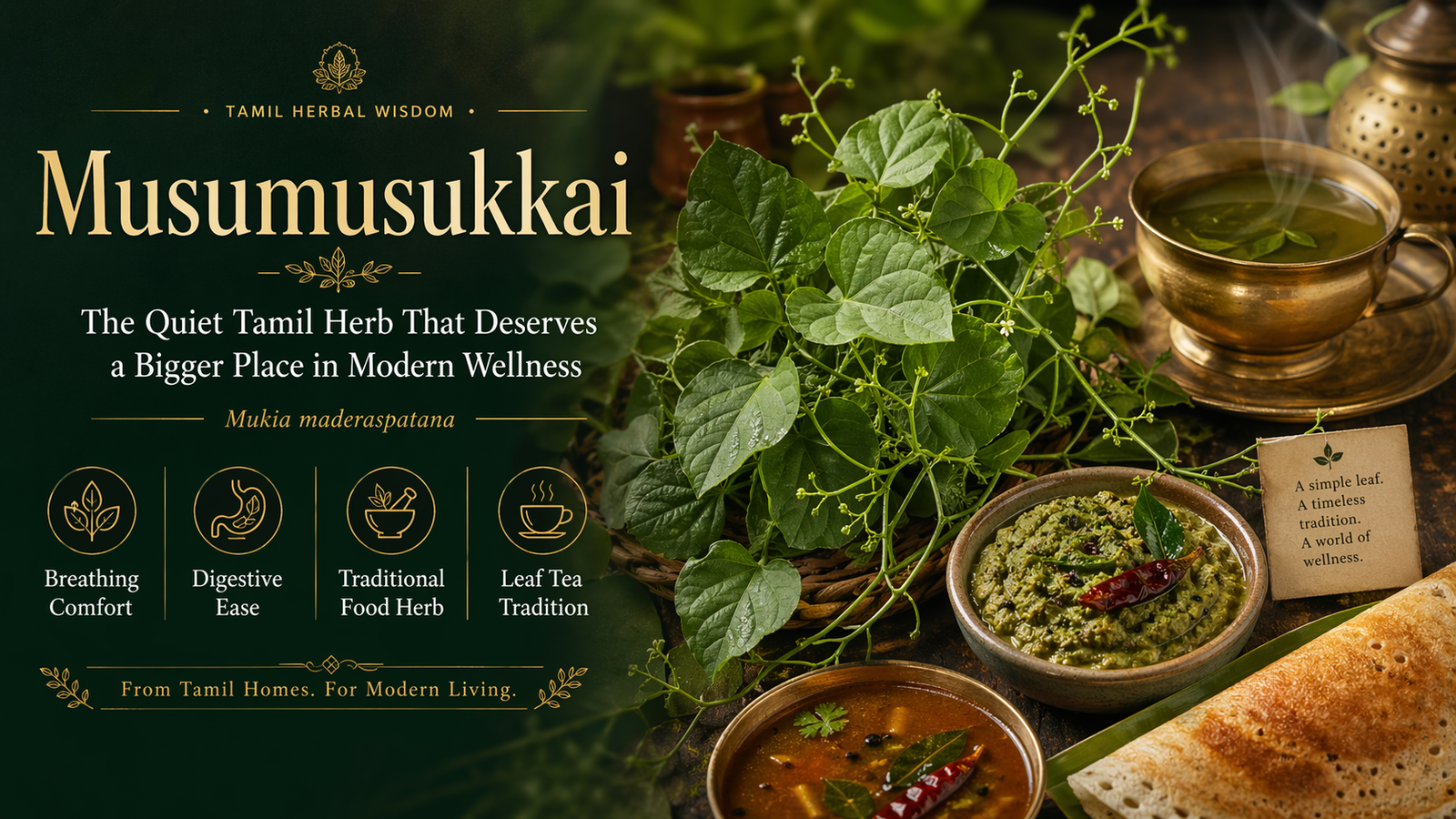 Musumusukkai: The Quiet Tamil Herb That Deserves a Bigger Place in Modern Wellness 1 Mukia maderaspatana