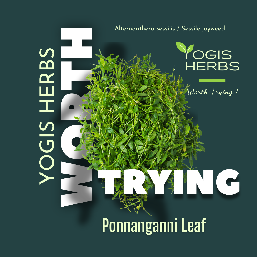 Ponnanganni Powder ( Sessile Joyweed / Dwarf Copperleaf / Alternanthera sessilis